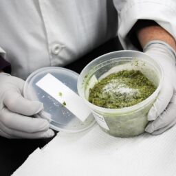 Chopped and frozen samples of damaged soybean plants are kept in storage at the Office of the Indiana State Chemist. Many contain residues of the herbicide dicamba.