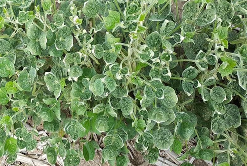 dicamba-injury-soybeans-Amit-Jhala-0821W2-1448A-1540x800sm_0_0