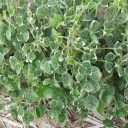 dicamba-injury-soybeans-Amit-Jhala-0821W2-1448A-1540x800sm_0_0