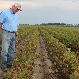 dicamba_drift_damage