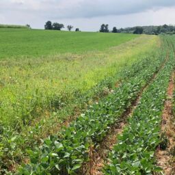 Prairie-strip-soybeans