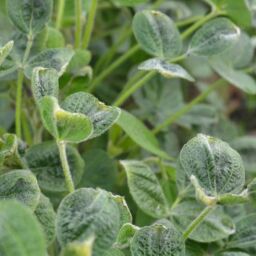 DICAMBA_3_800X600